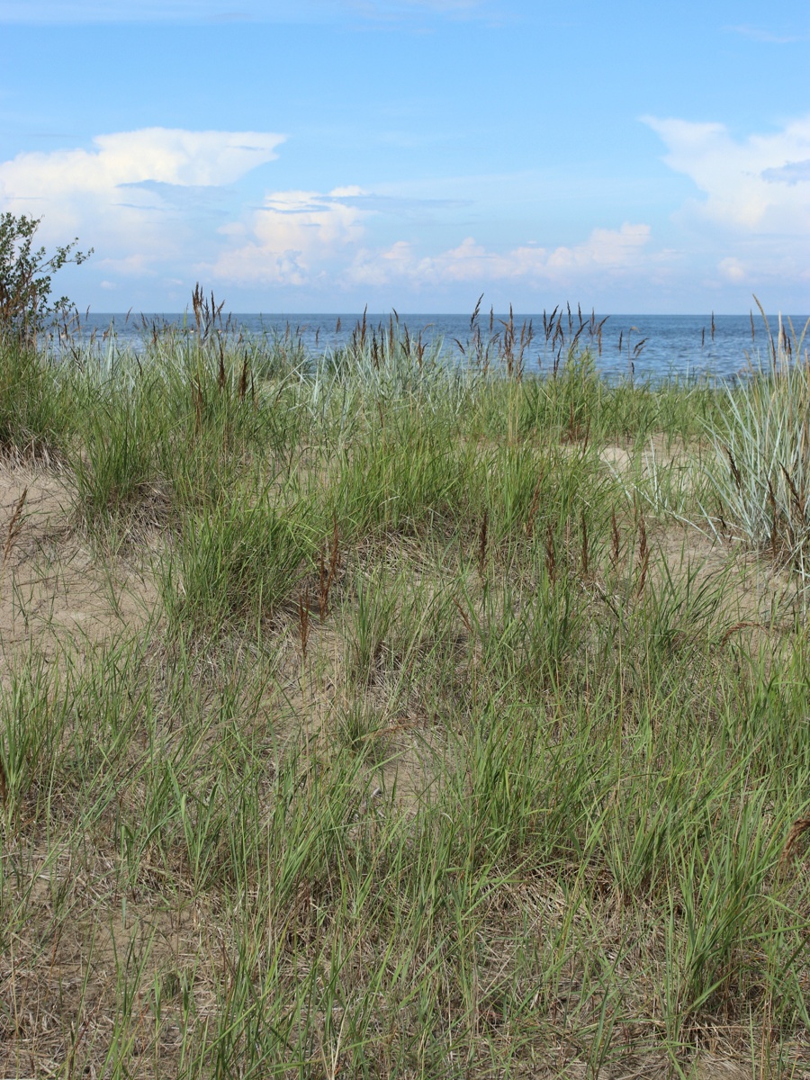 Image of Calamagrostis meinshausenii specimen.