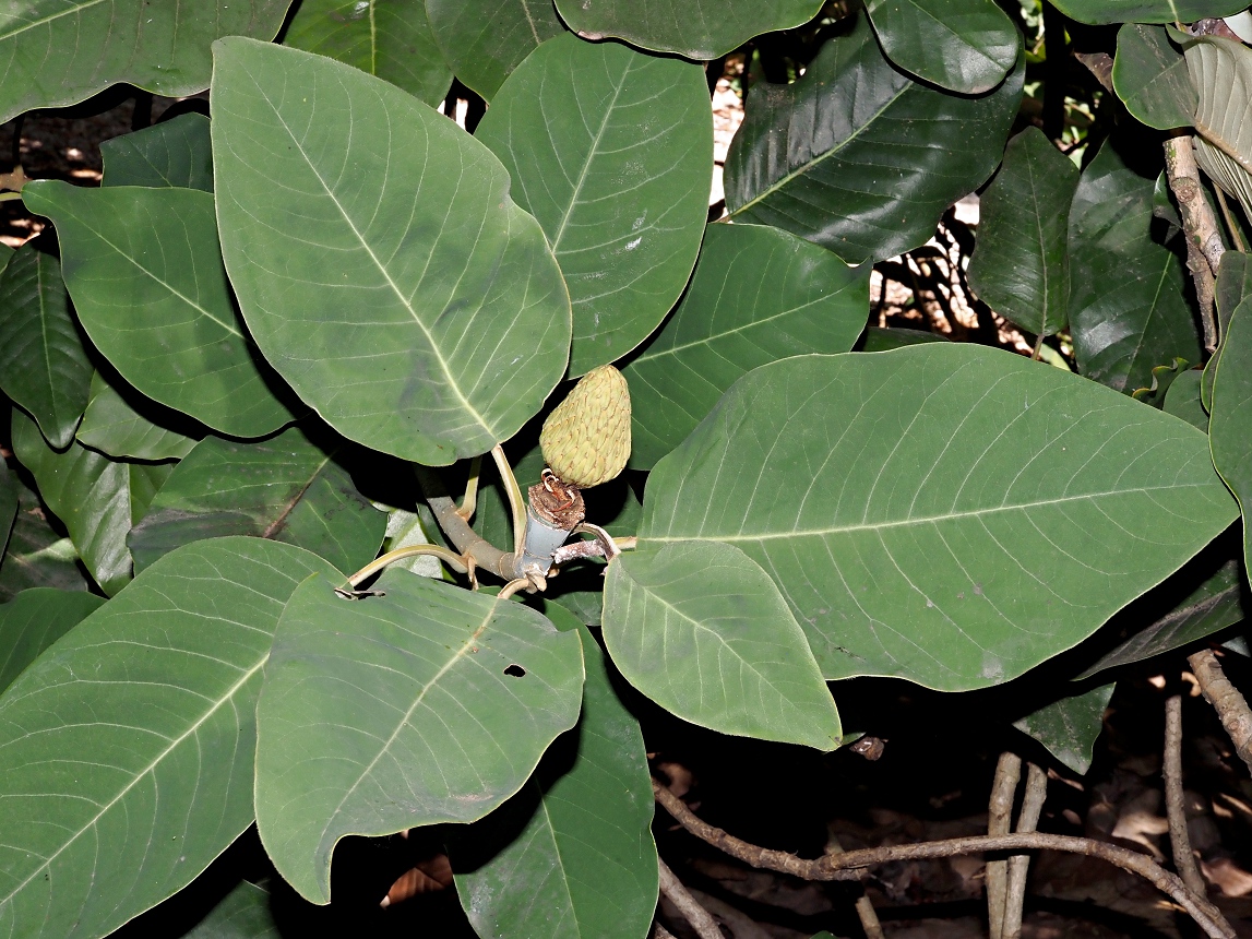 Изображение особи Magnolia delavayi.