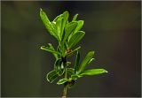 Salix cinerea