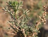 Artemisia monosperma. Верхушка веточки с прошлогодним соплодием. Израиль, г. Ашдод, дюнные пески. 01.03.2011.