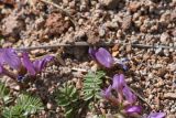 genus Astragalus