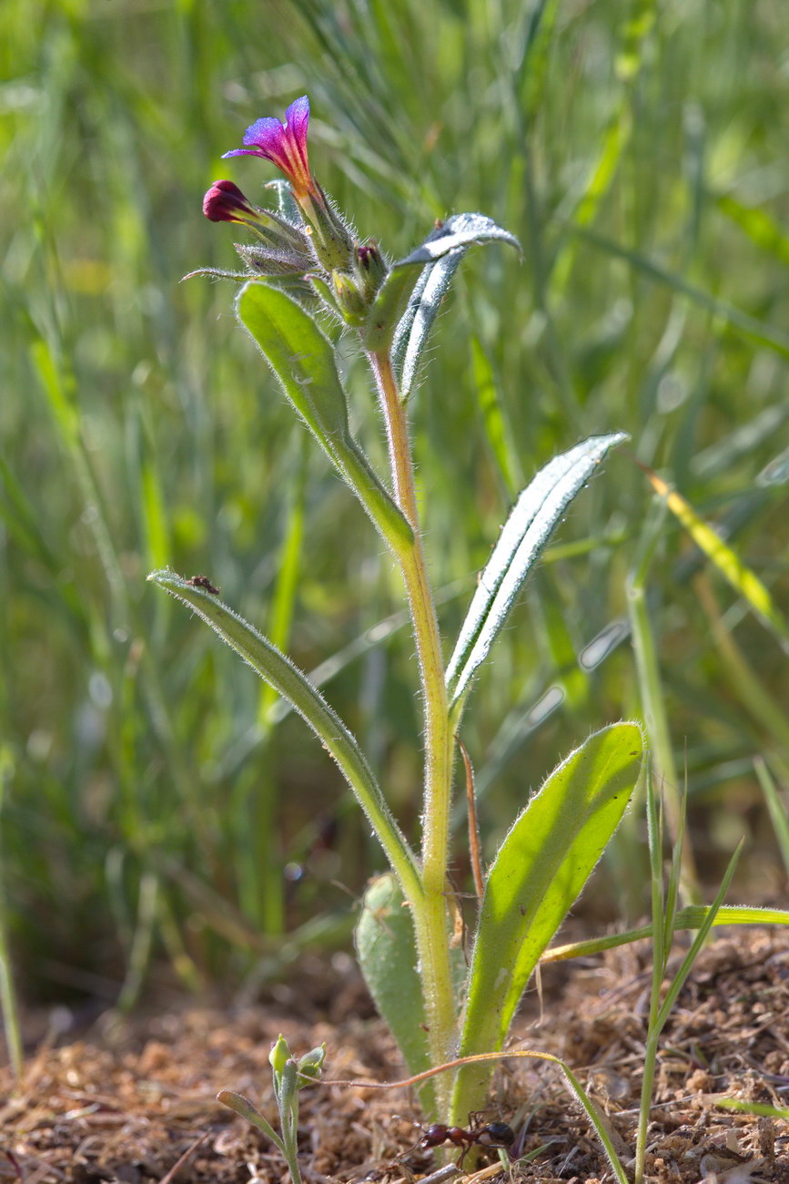 Image of Nonea caspica specimen.