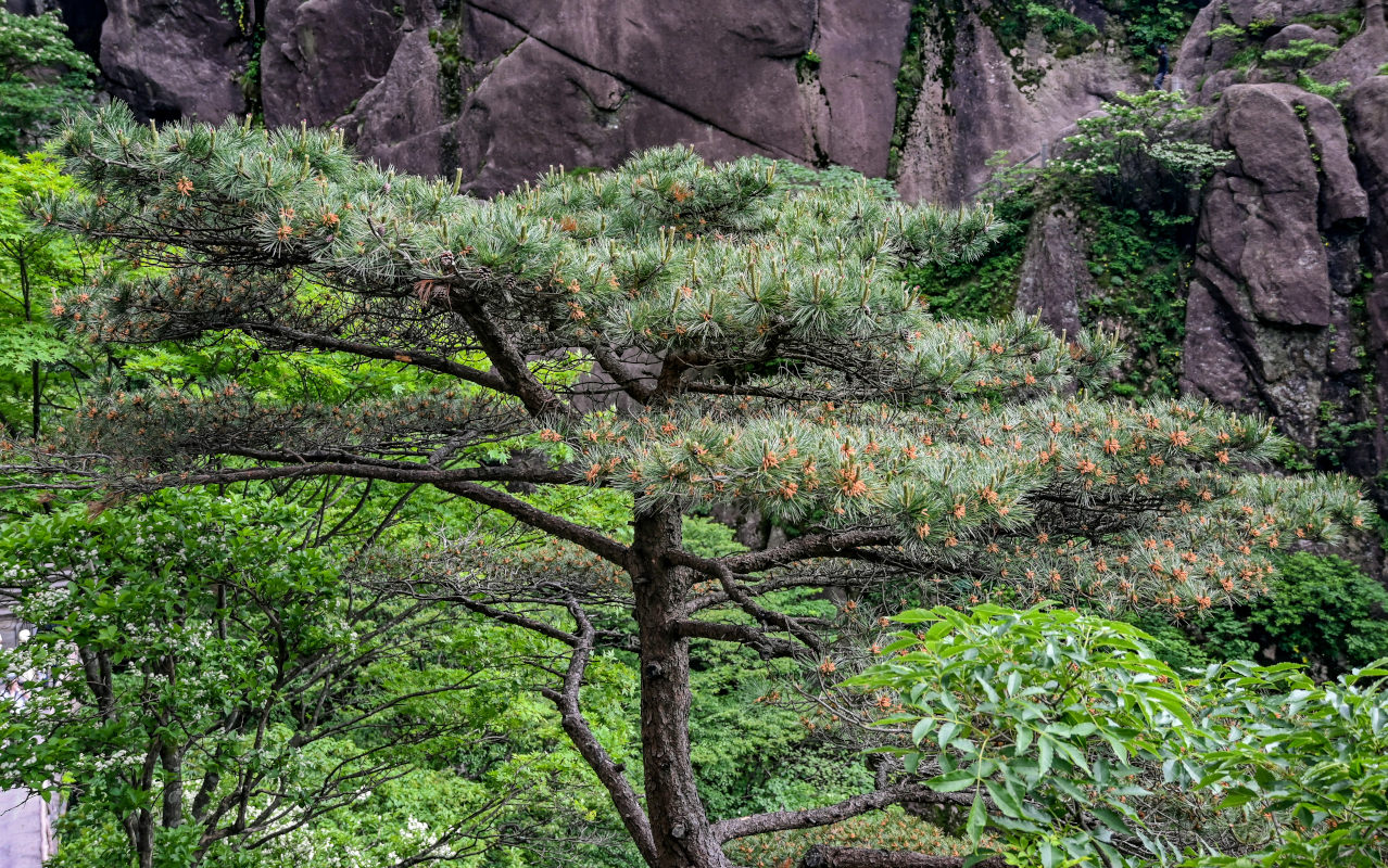 Image of Pinus taiwanensis specimen.