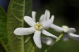Vincetoxicum ascyrifolium. Цветок. Приморский край, Шкотовский р-н, пос. Подъяпольск, поросший кустарником склон. 14.06.2025.