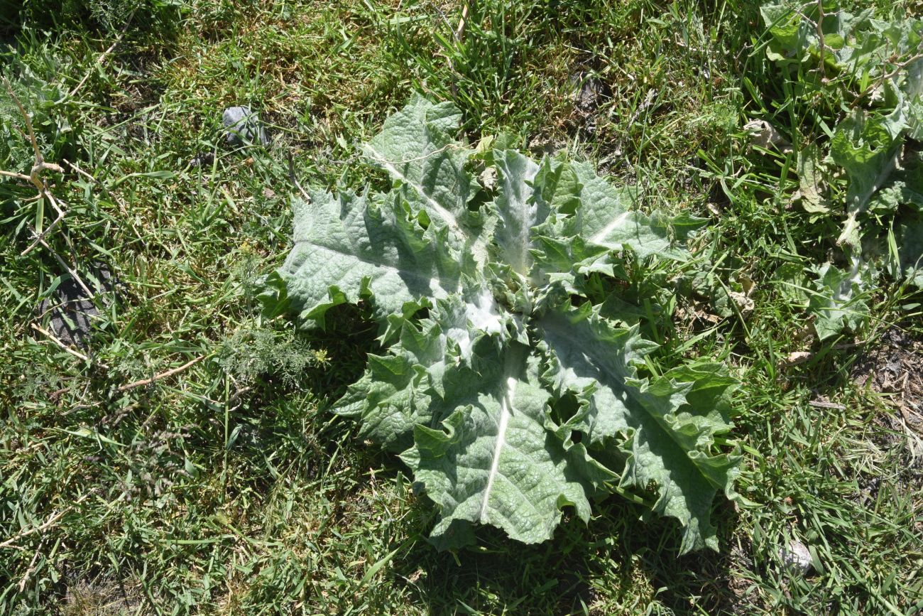 Image of Onopordum acanthium specimen.