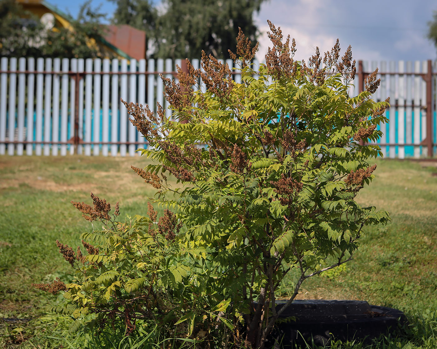 Изображение особи Sorbaria sorbifolia.
