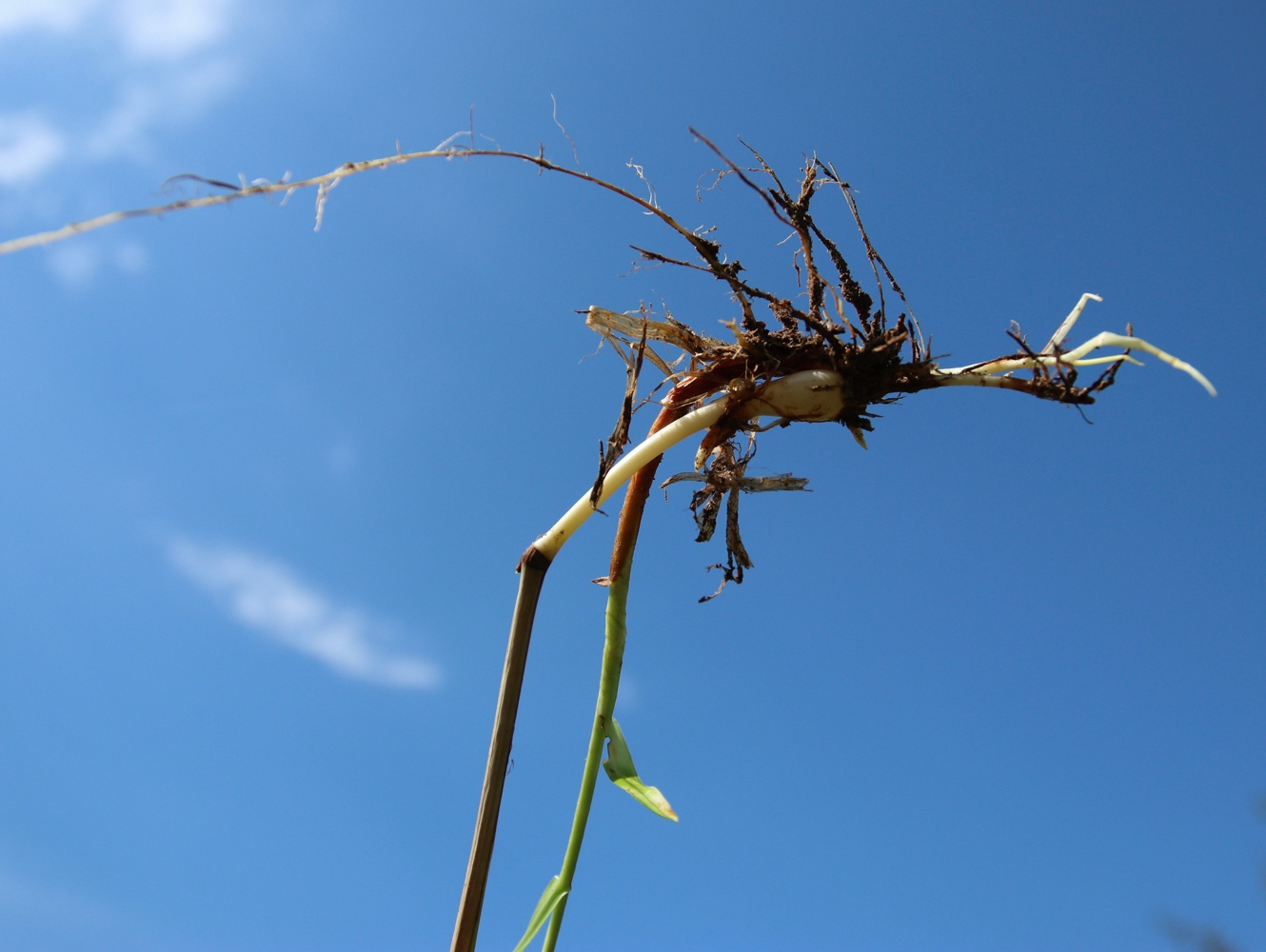 Изображение особи Phleum pratense.