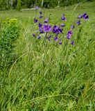 Campanula wolgensis. Цветущее растение. Башкортостан, Кугарчинский р-н, окр. дер. Мурадымово, природный парк \"Мурадымовское ущелье\", разнотравный луг. 30 мая 2024 г.