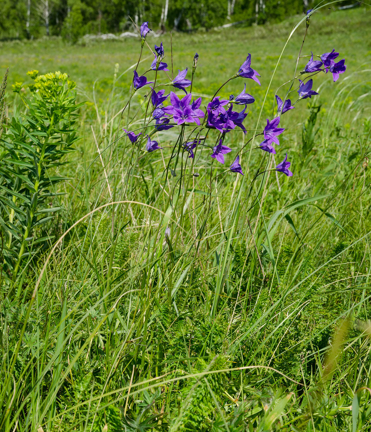 Изображение особи Campanula wolgensis.