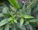 Смотреть изображение Lysimachia clethroides