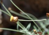 Phagnalon rupestre