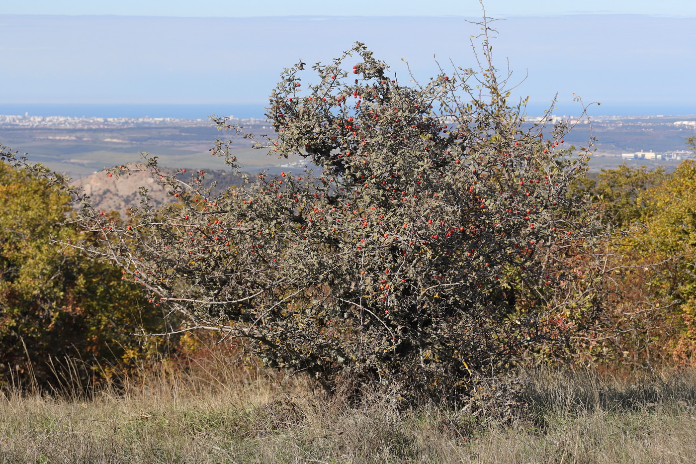 Изображение особи Crataegus orientalis.