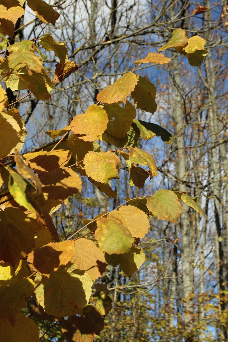 Изображение особи Corylus avellana.
