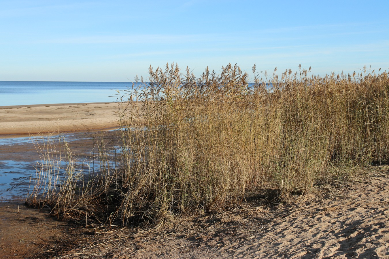 Изображение особи Phragmites australis.