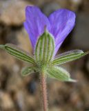 genus Geranium. Цветок (вид со стороны чашечки). Крым, муниципальный округ Судак, п-ов Меганом, песчано-каменистый склон. 21.04.2025.