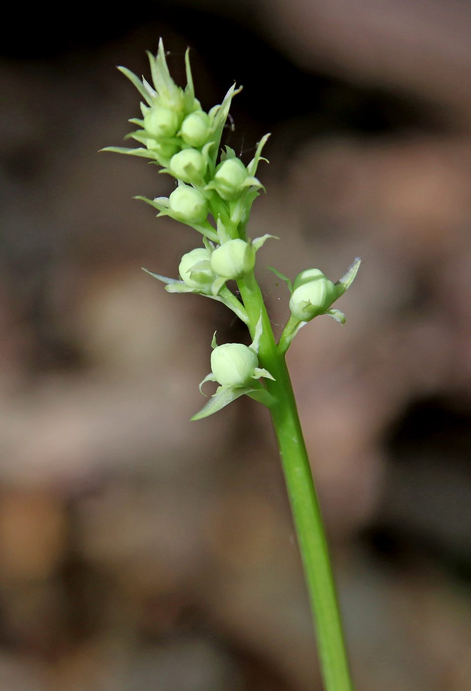 Изображение особи Pyrola rotundifolia.