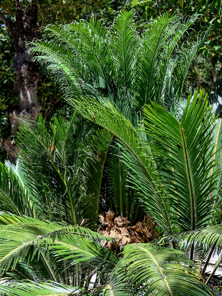 Image of Cycas revoluta specimen.