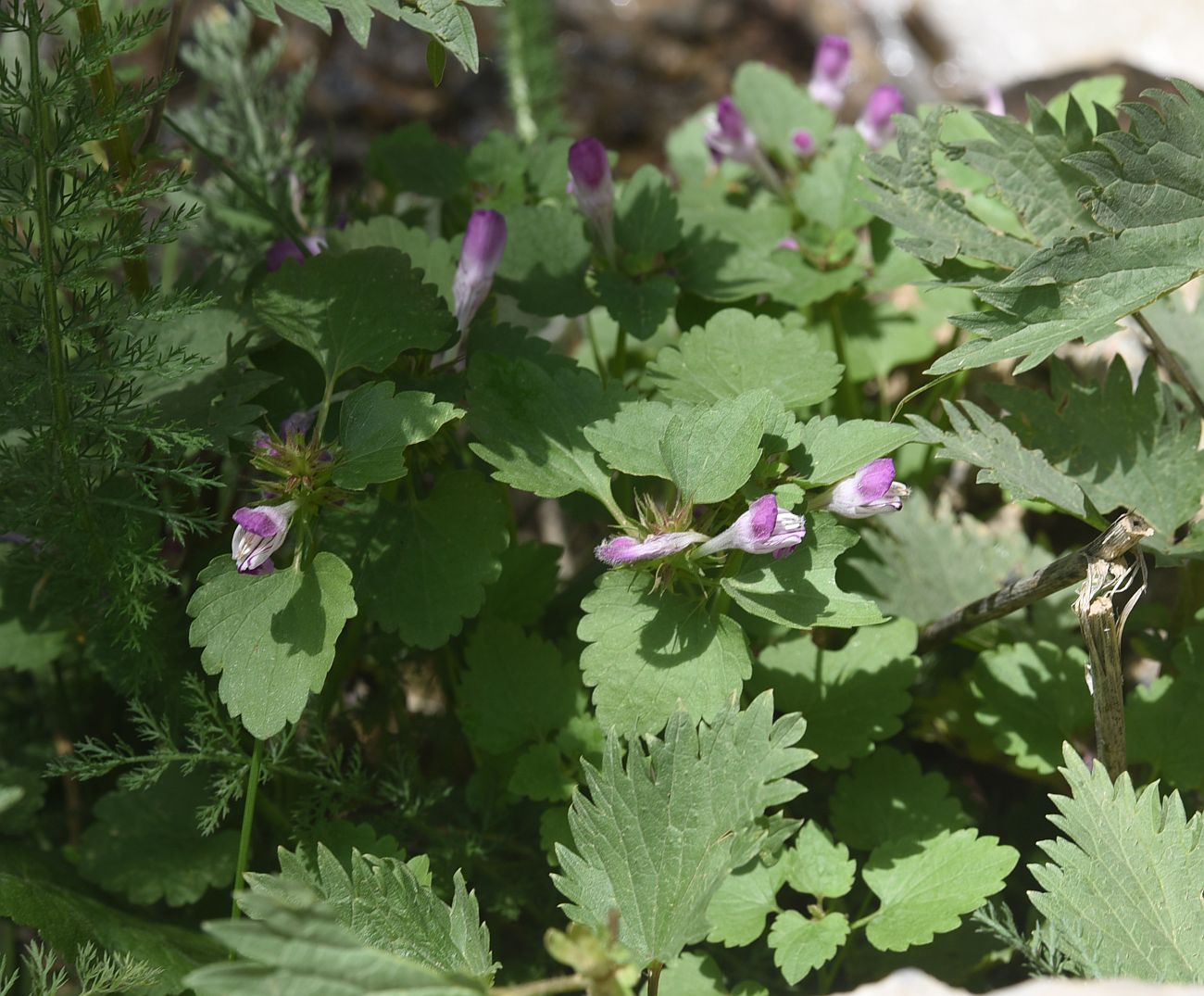 Изображение особи род Lamium.