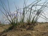 Iris tenuifolia. Цветущее растение. Южный Казахстан, Жамбылская обл., Жамбылский р-н, 4 км к северу от с. Каракемер, Талас-Ассинское междуречье, пески. 13 апреля 2024 г.