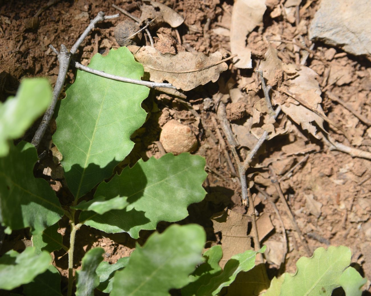 Image of genus Quercus specimen.