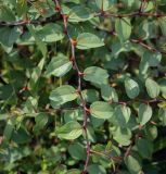 Изображение особи. Автор - Игорь Павлов