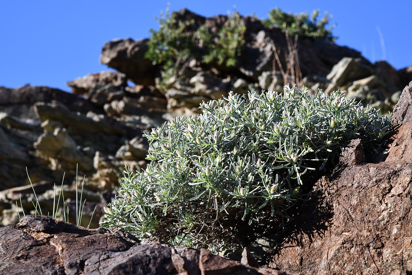 Изображение особи Convolvulus spinifer.
