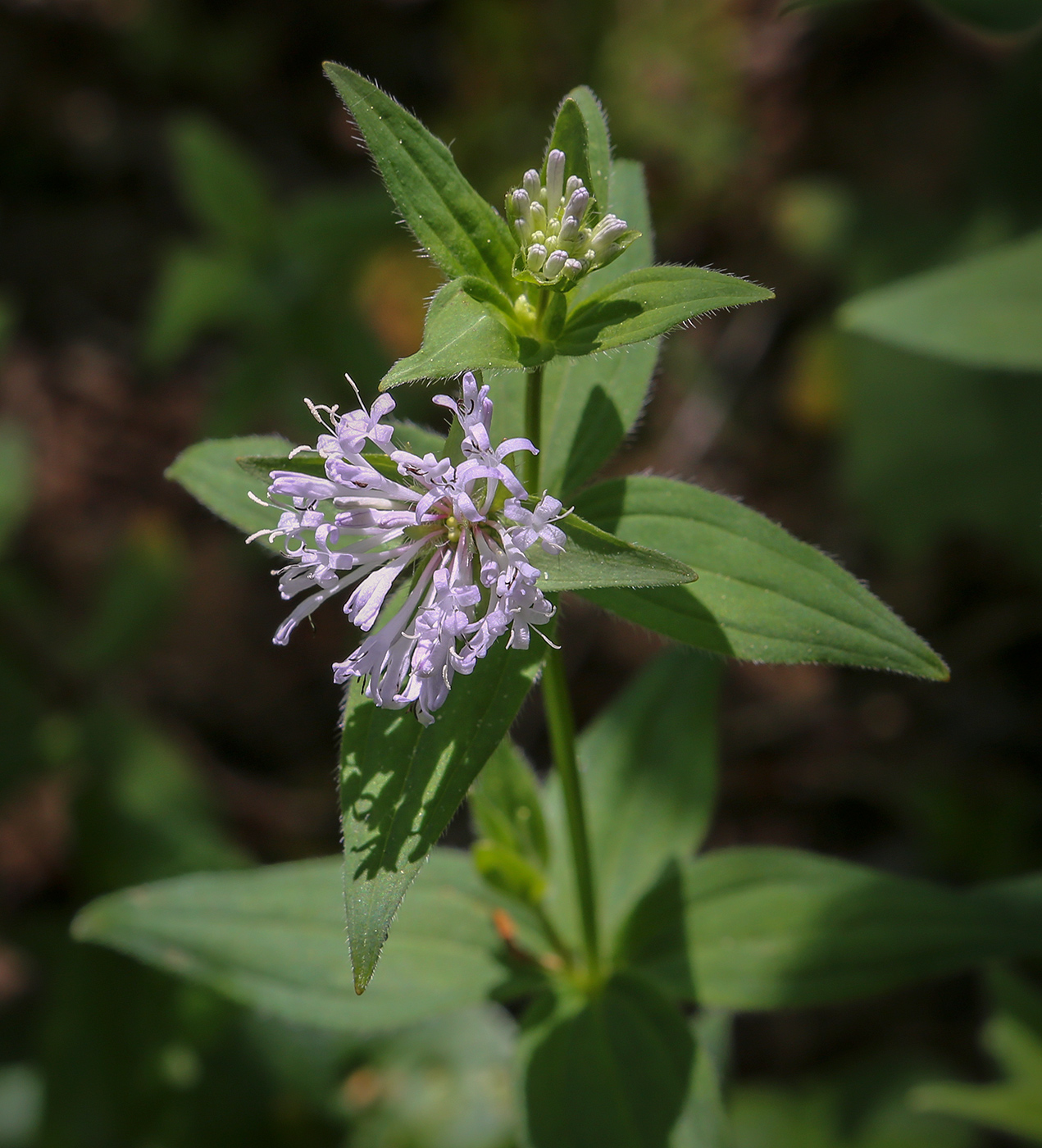Image of Asperula caucasica specimen.
