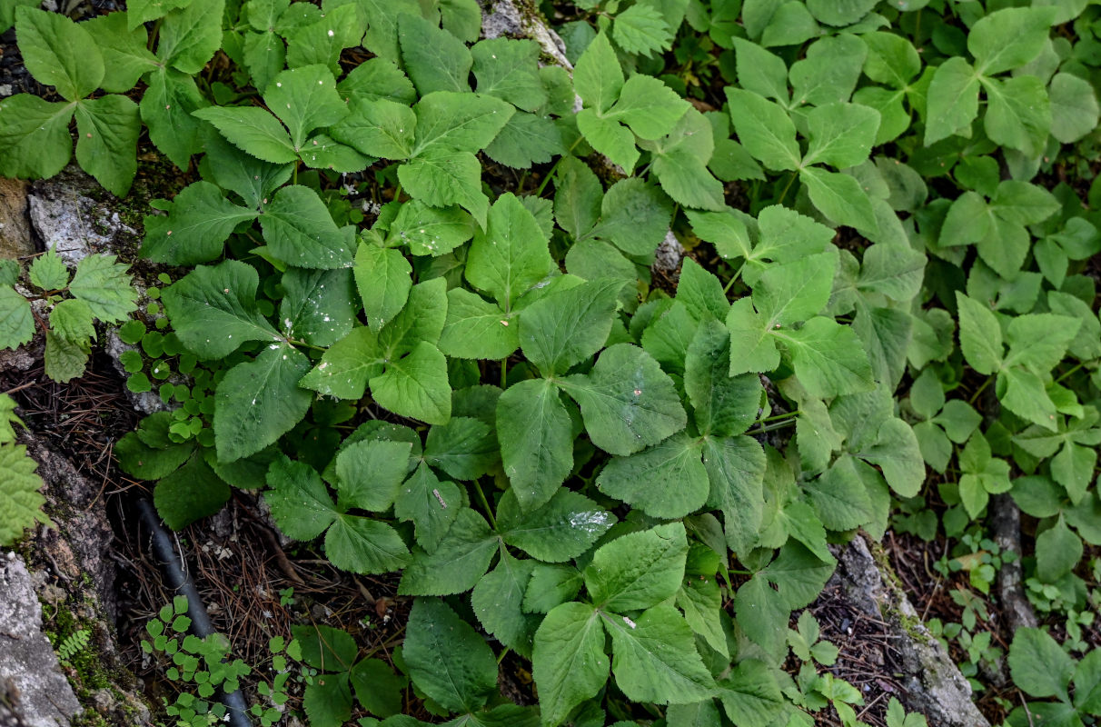 Image of Cryptotaenia japonica specimen.