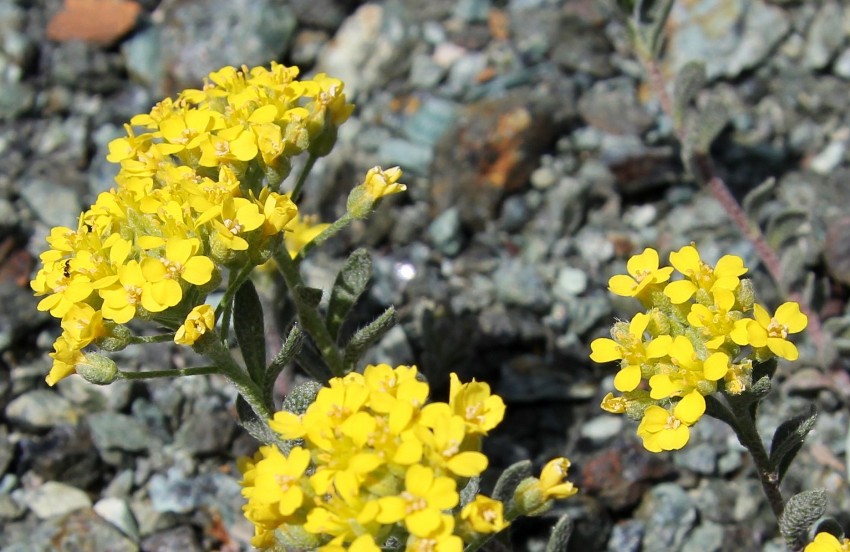 Изображение особи Odontarrhena bertolonii.