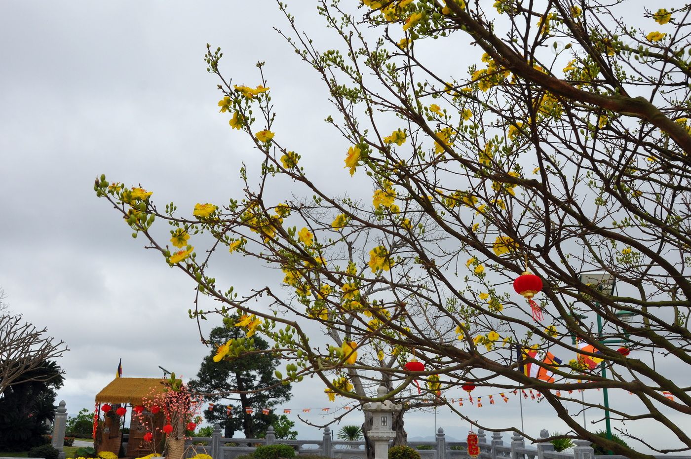 Изображение особи род Ochna.