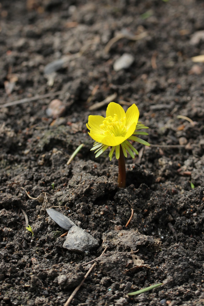 Image of genus Eranthis specimen.