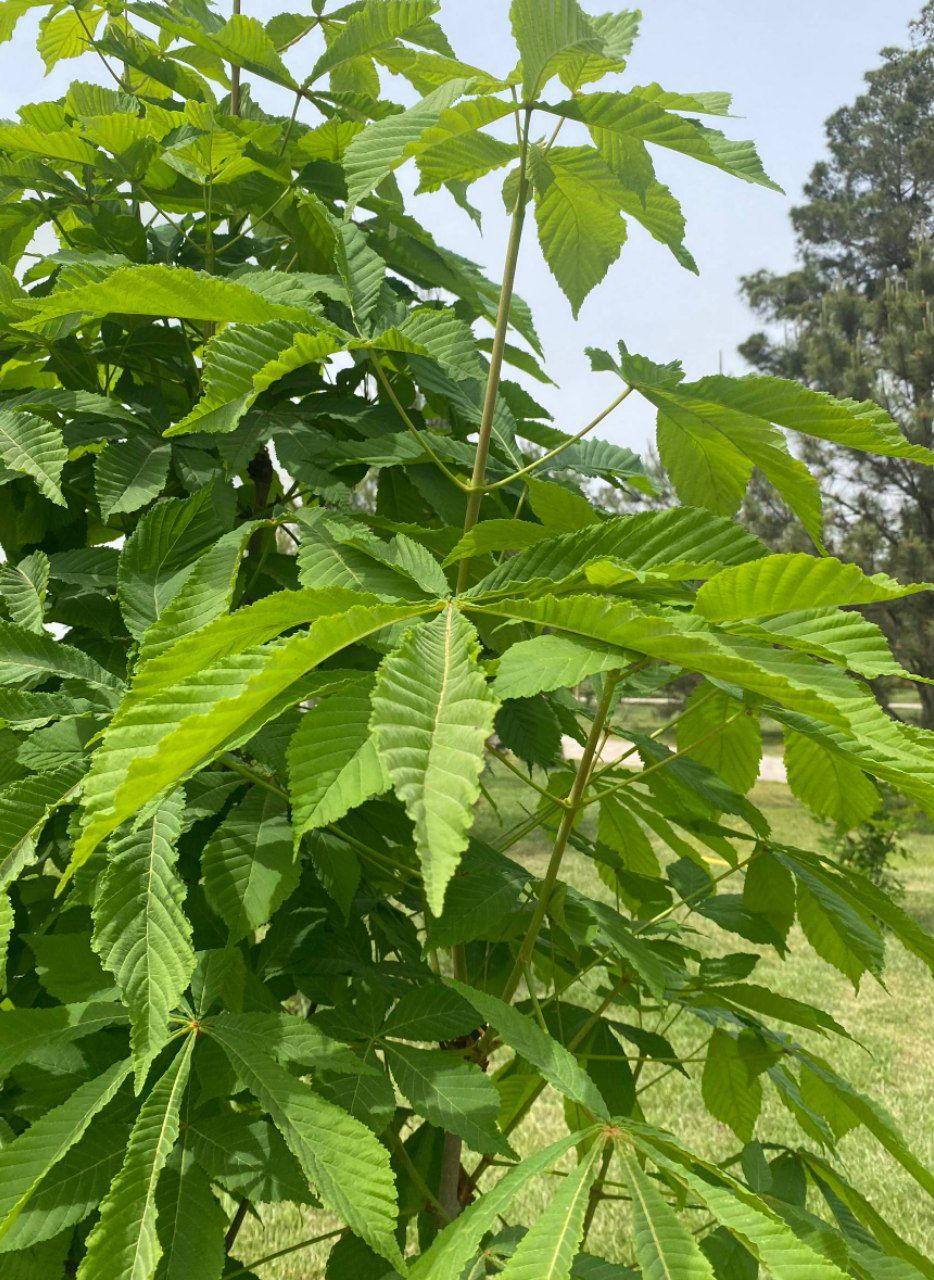 Image of Aesculus hippocastanum specimen.