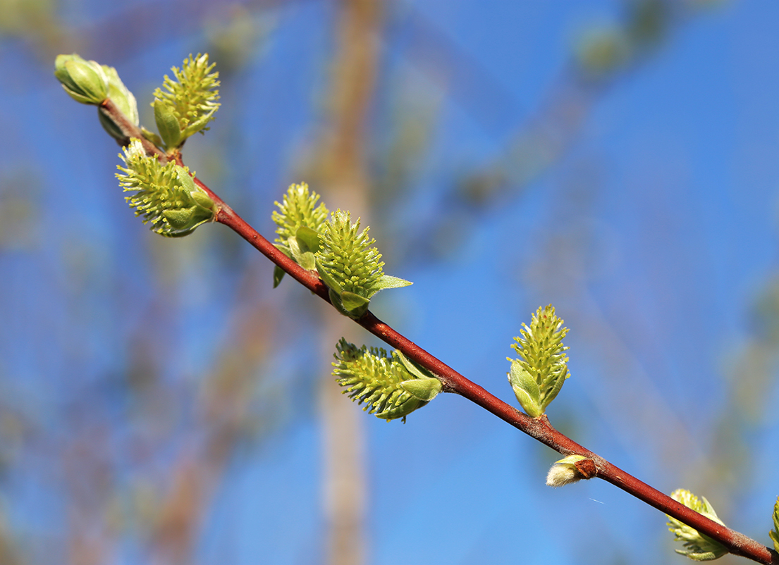 Изображение особи Salix bebbiana.