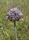 Allium ampeloprasum. Соцветие. Испания, Каталония, пров. Жирона, комарка Баш Эмпорда, муниципалитет Калонже, кромка пашни. 16.05.2026.
