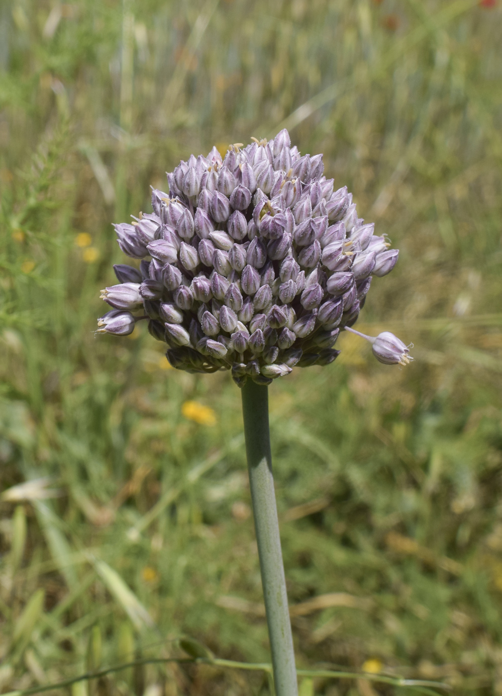 Image of Allium ampeloprasum specimen.