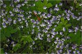 Veronica filiformis. Цветущие растения. Московская обл., Раменский р-н, окр. дер. Хрипань, садовый участок. 24.05.2026.
