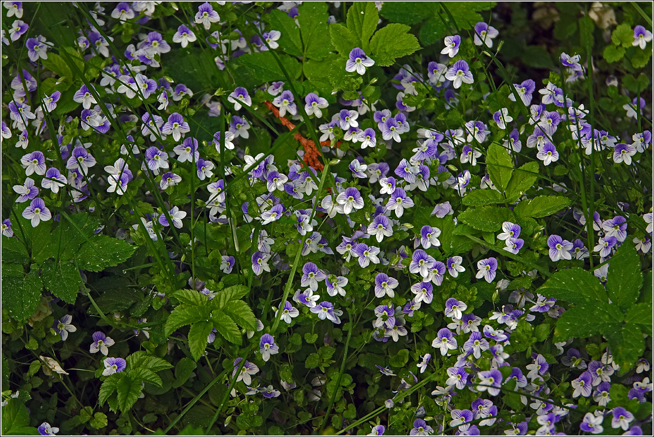 Image of Veronica filiformis specimen.