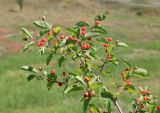 Lonicera tatarica. Ветвь со зрелыми плодами ЛНР, г. Луганск, балка Калмыцкий яр, склон северо-западной эксп., луговая степь. 20.06.2026.