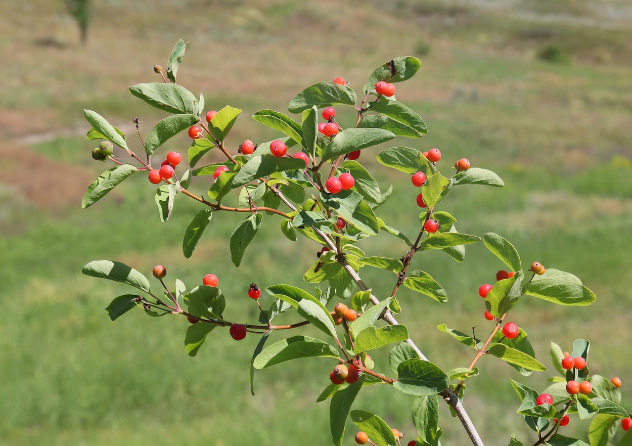 Изображение особи Lonicera tatarica.