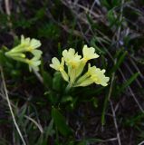 род Primula. Соцветие. Грузия, край Самцхе-Джавахети, Ниноцминдский муниципалитет, окр. с. Гандзани, юго-восточный склон горы Патара-Абули, выс. ок. 2400 м н.у.м. 7 июня 2026 г.