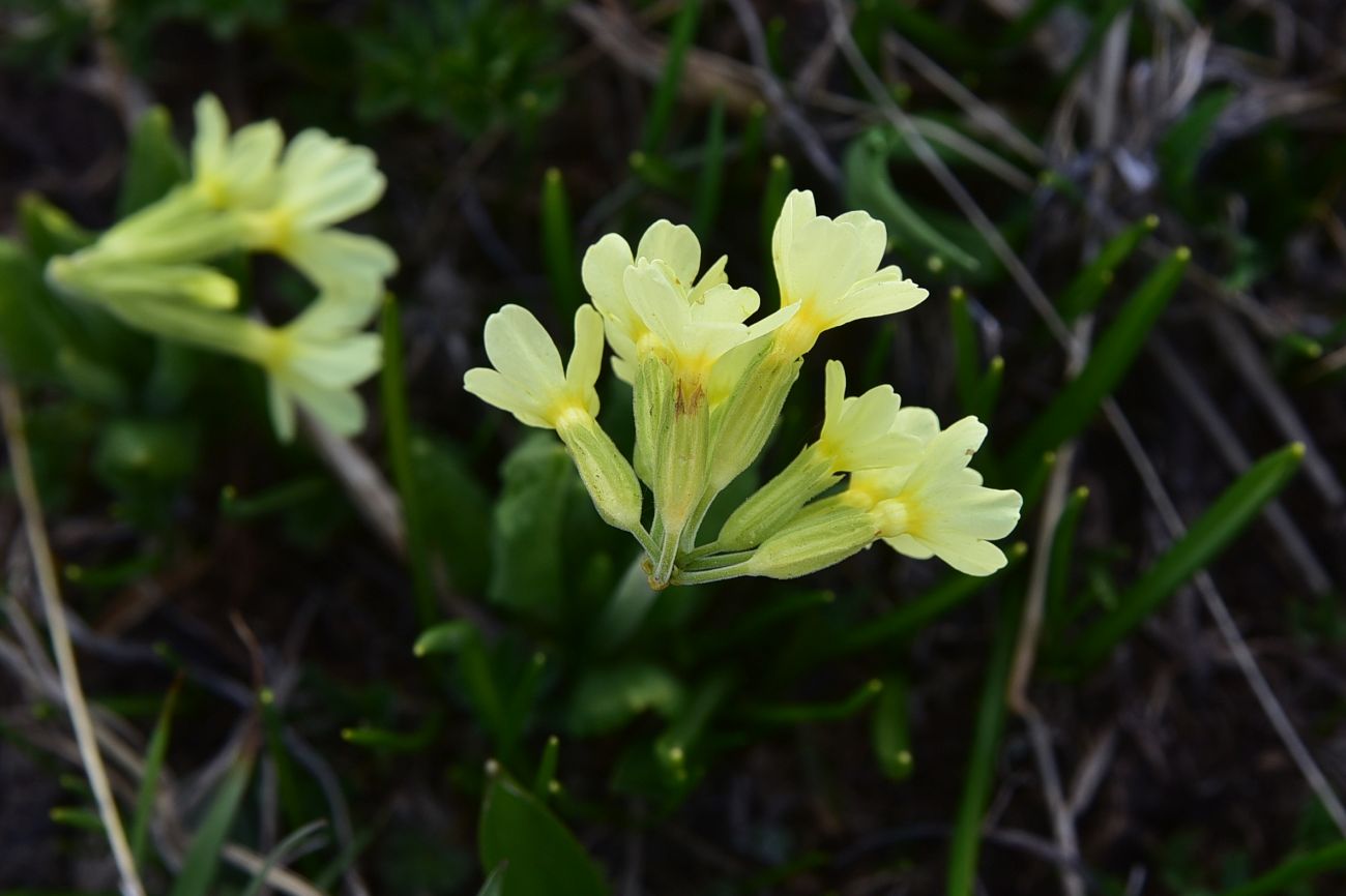 Изображение особи род Primula.