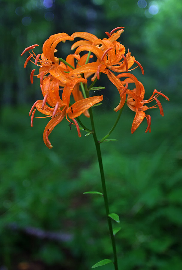 Изображение особи Lilium distichum.