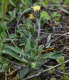 familia Asteraceae