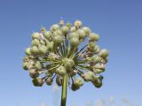 Allium tulipifolium