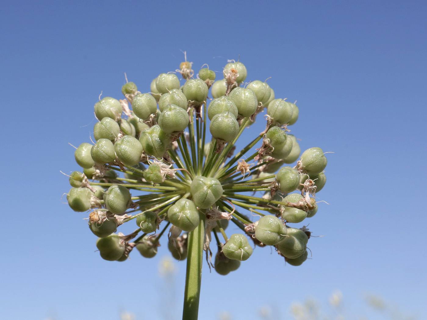 Image of Allium tulipifolium specimen.