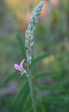 Onobrychis arenaria. Распускающееся соцветие. Московская обл., гор. Подольск, откос автодороги. 03.08.2026.