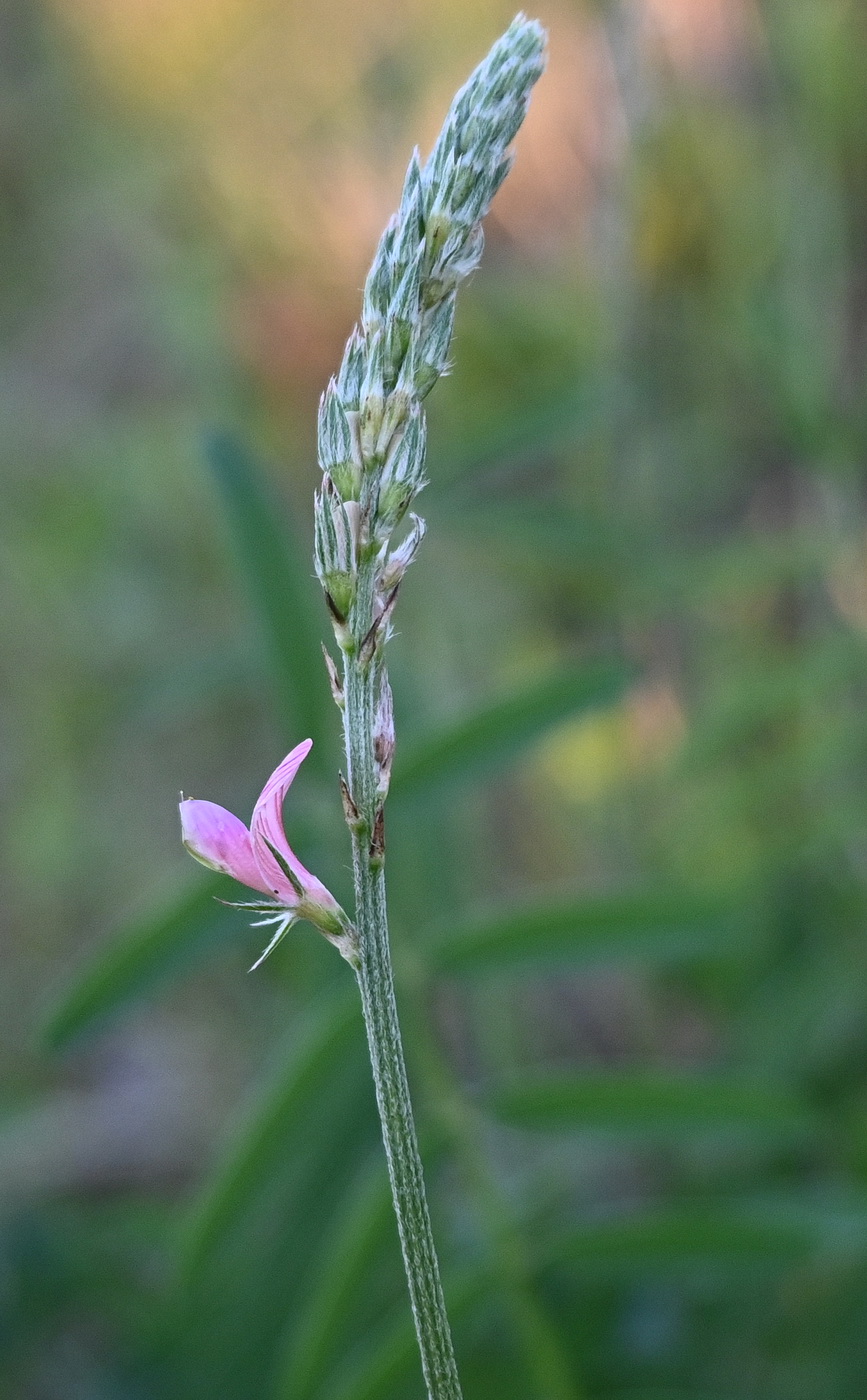 Image of Onobrychis arenaria specimen.