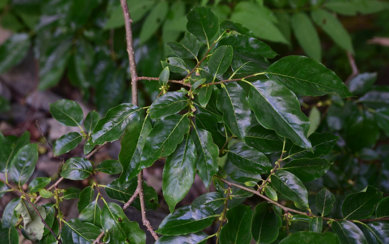 Изображение особи Diospyros lotus.