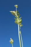 Cirsium oleraceum