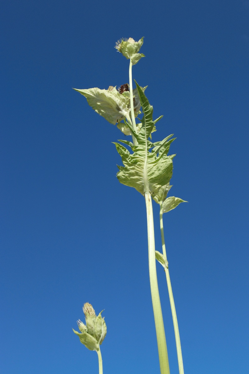 Image of Cirsium oleraceum specimen.